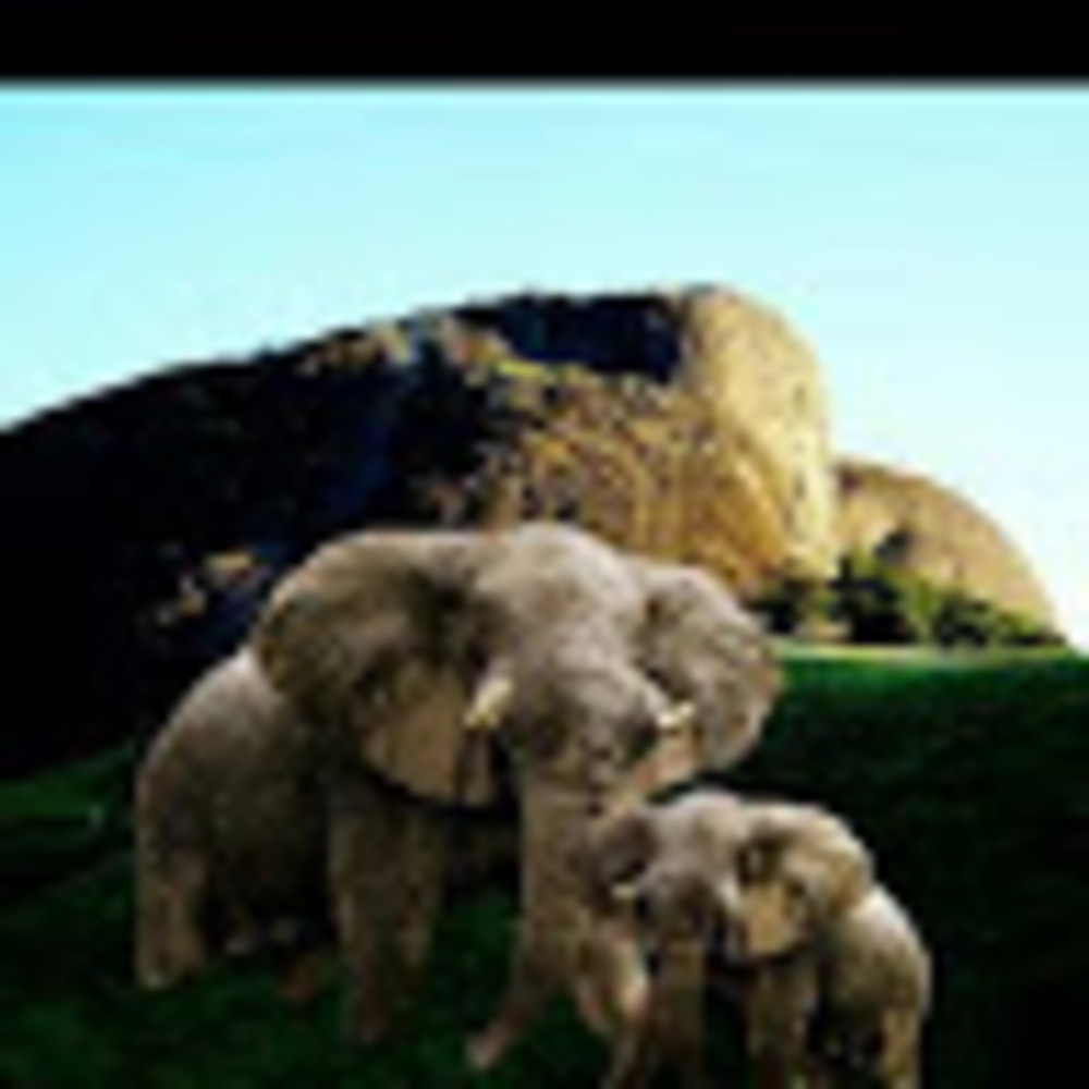 Meet your Posher, Noella